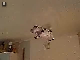 flygande_ko