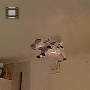 flygande_ko.mp4