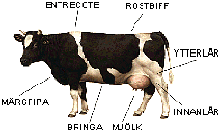 Nyttig ko / Useful cow